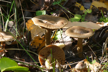  Mushrooms in the autumn forest © moniadk
