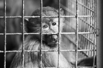 Greyscale shot of a sad monkey in a small old cage - conception : captivity