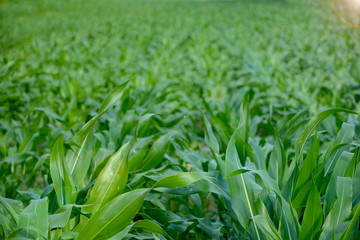 green corn field in the sunlight