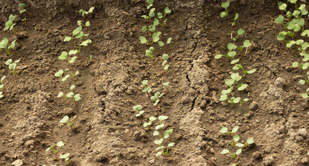 young radish sprouts in the garden