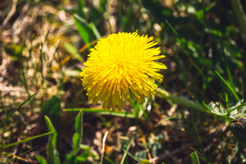 dandelion flower (Taraxacum officinale) in nature