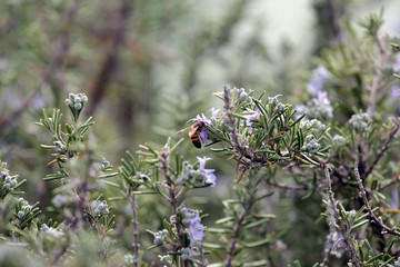 bee on rosemary flower