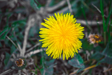 dandelion flower (Taraxacum officinale) in nature