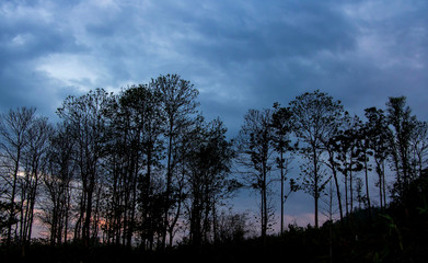 A landscape photo of mixed forest in the evening with rain clounds. Giving a feeling of loneliness.
