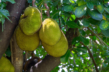 Jack fruite on the tree. Sweet, delicious and smelly.