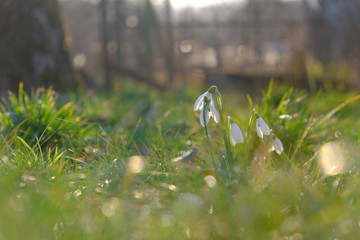 snowdrop in grass