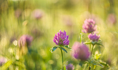 Pink clover flower in grass on a meadow