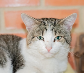 cat on a brick wall background