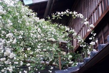 建物の屋根とモッコウバラ