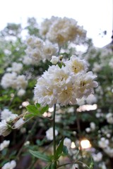 満開のモッコウバラ