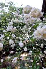 満開のモッコウバラ