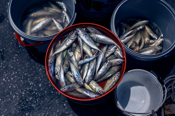 Freshly caught anchovies in a bucket on the Galata Bridge in Istanbul © Seticio