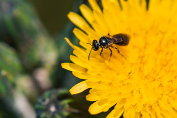 A bee pollinates a dandelion flower