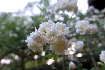 満開のモッコウバラ