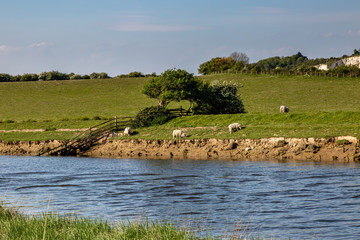 Sheep on a Riverbank © lemanieh