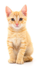 Kitten on white background.