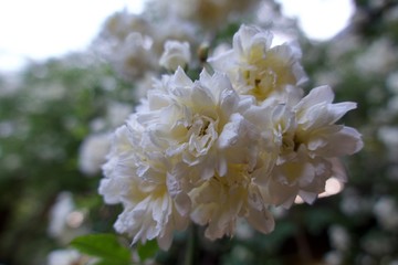 満開のモッコウバラ