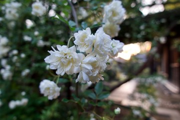 満開のモッコウバラ