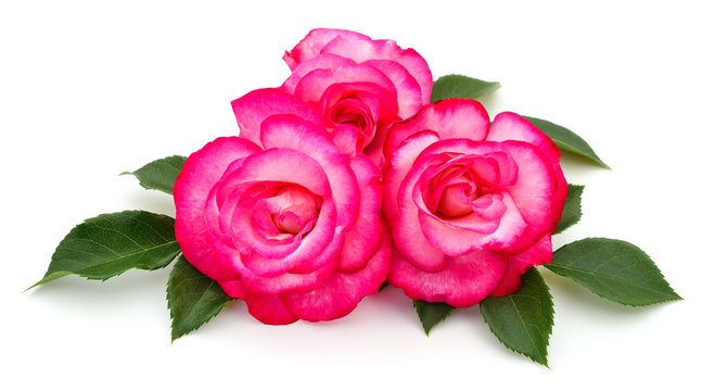 Beautiful pink roses.