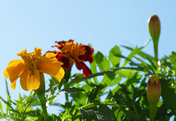 Fototapeta premium orange flower on blue sky background