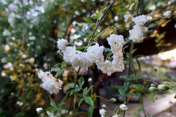 満開のモッコウバラ