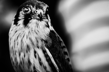 Nahaufnahme Turmfalke