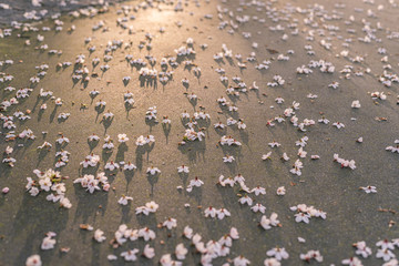 Fototapeta na wymiar Fallen sakura flowers on the pavement in a city park.
