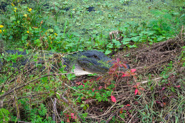 Obraz premium Florida Alligator partially out of the water