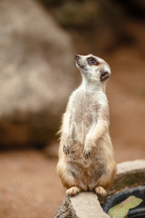 Adorable meerkat stands at the post