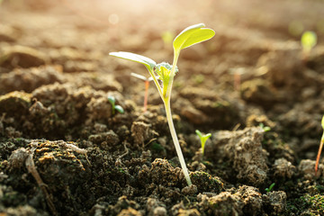 Small sprouts in the ground close-up, macro photo. The concept of gardening, growing vegetables.