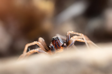 Spider close-up, macro photo. Arthropods, insects. - obrazy, fototapety, plakaty