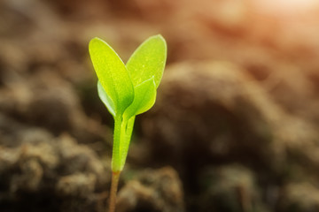 Small sprouts in the ground close-up, macro photo. The concept of gardening, growing vegetables.