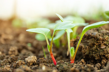 Radish sprout in the soil closeup. The concept of growing vegetables, microgreens. Copyspace.