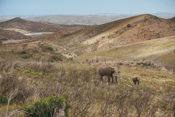 Elephant with her child walk across the grassy field with views of hills in Africa
