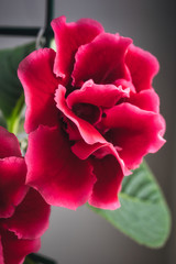 red gloxinia in a pot on a window