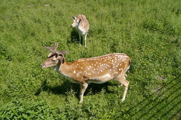 Rehkitze im Wildpark