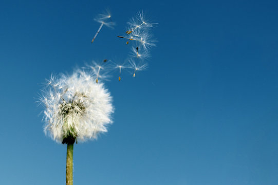 Dandelion on neutral sky background with seed flying away © IM