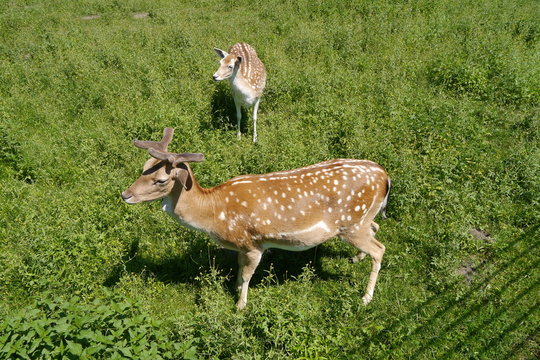Rehkitze im Wildpark
