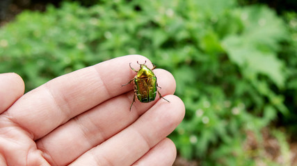 hand holding green rose chafer