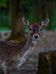 white tailed deer