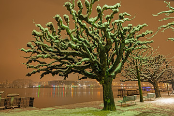 Winterlicher Baum, Seepromenade, Luzern, Schweiz