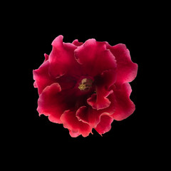 red gloxinia in a pot on a window