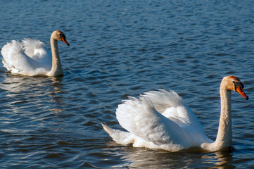 white swans group on the lake swim well under the bright sun