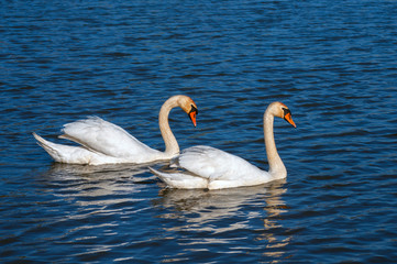 white swans group on the lake swim well under the bright sun