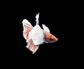 Movement of Siamese fighting fish. Betta splendens moving underwater.