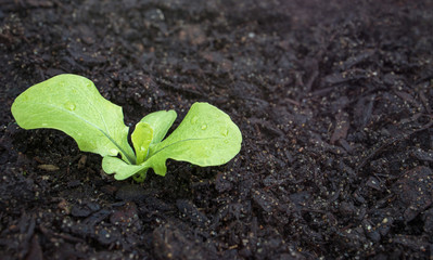 Single lettuce seedling early mornings, with water drops on leaves. Cabbage lettuce (Lactuca sativa). Close up. Plant started from seed in April. Ground is covered with steer manure. Copy space.