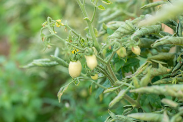 Tomato tree with green, its leaves are infected and unattractive.