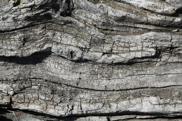 Background texture of tree bark