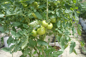 Planting tomatoes using modern methods. It was planted in pots. Irradiated using the self dripping method. Planted in enclosed areas for pest control.