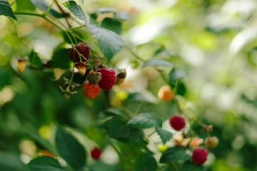 Obraz premium Branch of red ripe raspberries in garden